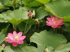 -荷塘月色湿地公园·向阳花洲