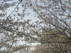 -高东镇樱花园