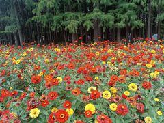 -上海共青森林公园