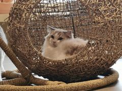 -飞行喵MR PILOT|猫舍·猫咖(静安大融城店)