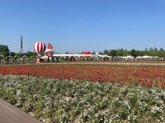 -荷兰花海