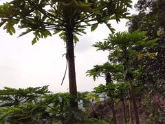-海口火山口国家地质公园