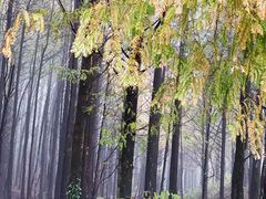 -山王坪喀斯特国家生态公园