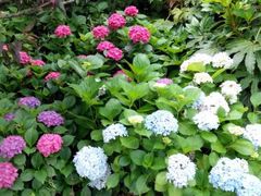 android_upload_pic-苏州香山国际大酒店