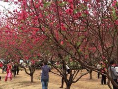 iphone_upload_pic-南国桃园旅游度假区