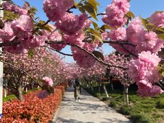 -高东镇樱花园