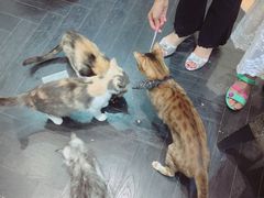 -猫色咖啡·猫咖