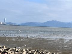 -深圳湾公园(南山区)