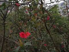 -三圣花乡旅游区