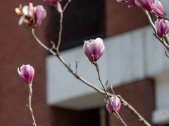 -星巴克(红房子店)