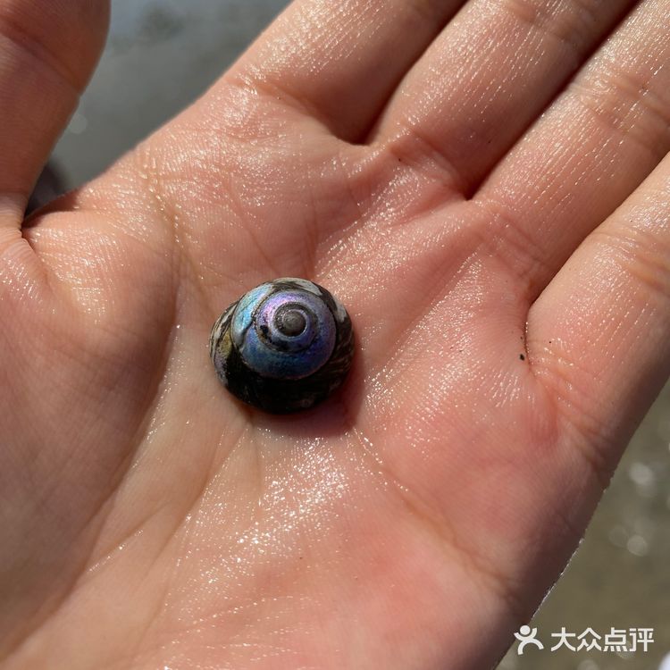 真的有惊喜，挖了很多蚬子，螃蟹