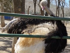 -青藏高原野生动物园