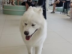 -怪兽屋·羊驼·猫咖·狗咖(俊华广场店)