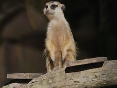 -清迈夜间动物园