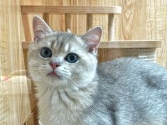-山宅一喵德文卷毛猫舍