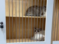 -爱洗澡的猫(天河路店)