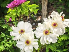 -洛阳市隋唐城遗址植物园