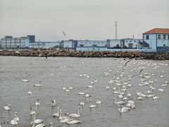 -烟墩角天鹅湖
