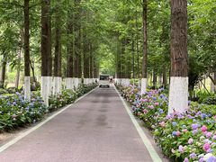 -合肥滨湖国家森林公园