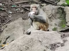 -黔灵山公园