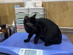 -瑞派名望24h动物医院异宠专科·猫专科·骨科·重症监护分院