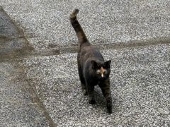 -重庆十八梯传统风貌区