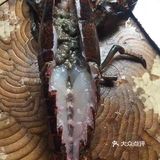 跟我一起学做菜～清蒸波士顿大龙虾🦞