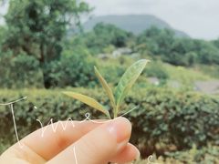 -东部华侨城