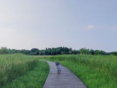 -东平国家森林公园