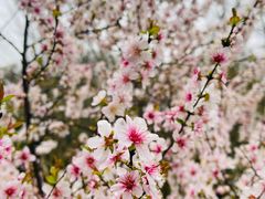 -金鸡湖桃花岛
