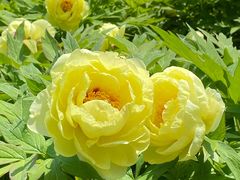 -莲花池公园