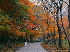 -上海共青森林公园