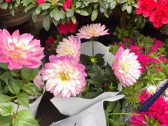 -青石桥花鸟鱼虫市场(叠翠城店)