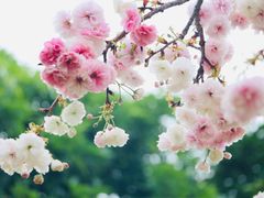 -天适樱花悠乐园