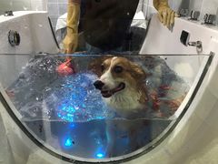 -1013 PET SHOP 宠物商店(近铁城市广场店)