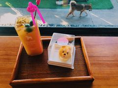 -柴犬高等学院·狗咖·柴犬售卖·宠物训练