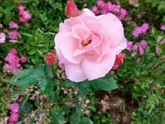 -昆山城市生态森林公园