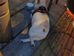 -十里铺铁板鱿鱼