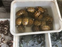 -中环花鸟鱼虫市场