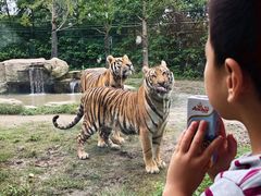 -上海野生动物园老虎餐厅