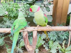 -南宫五洲植物乐园