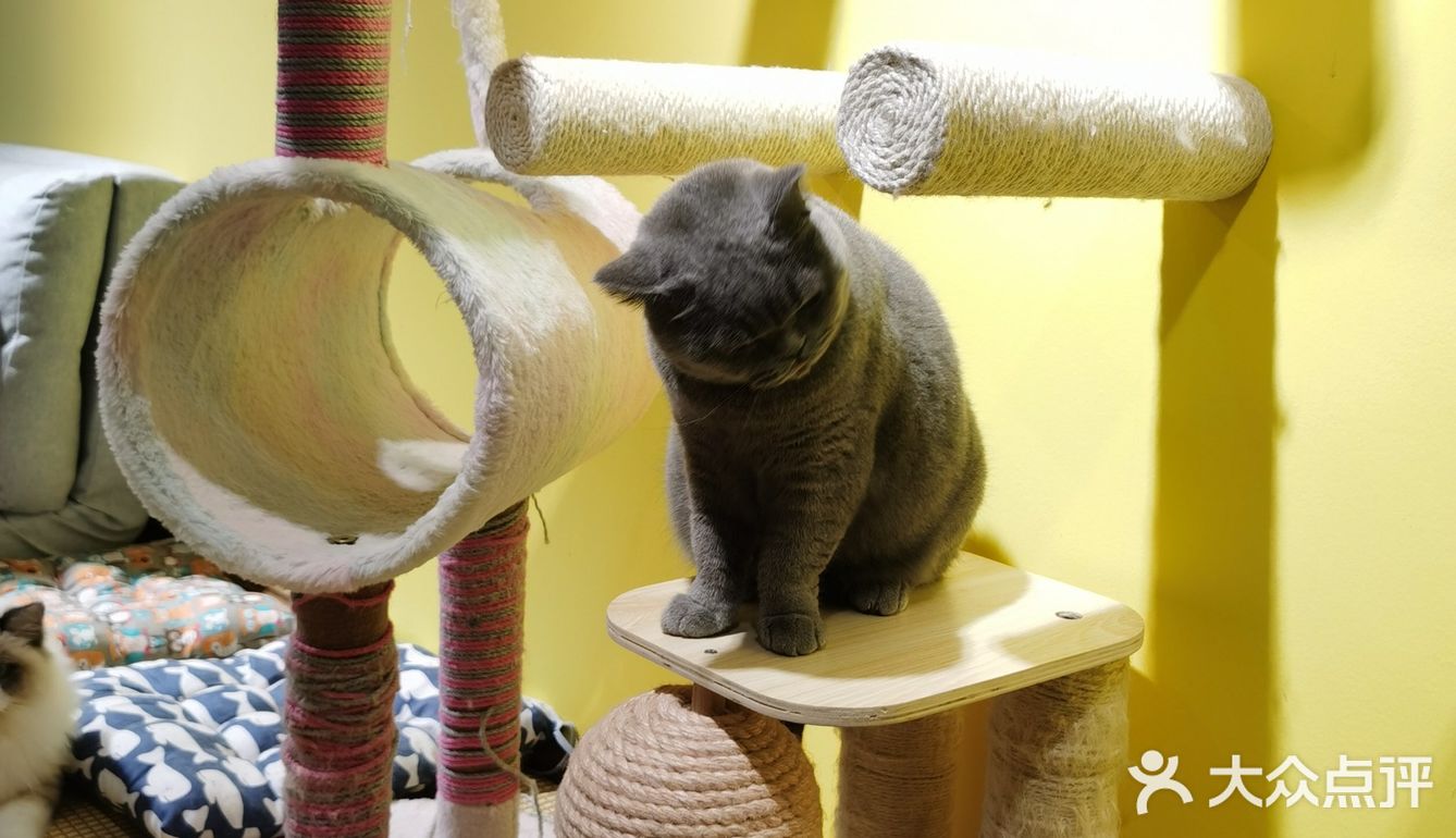 喜欢猫咪不得不来的一家店