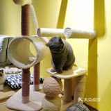 喜欢猫咪不得不来的一家店