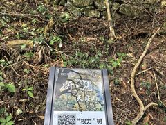 -天目山大树王景区