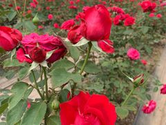 -海上花岛玫瑰园采摘