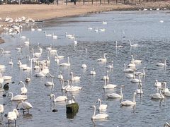 -烟墩角天鹅湖