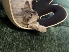 -瑞派名望志远动物医院·猫科·內科·异宠专科(直港大道店)
