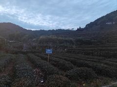 -阿巧茶庄