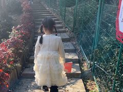 -香雪海