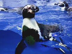 -太平洋海底世界